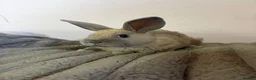 Mixed Breed rabbits for sale: Lionhead cross bunnies ready to go  - Advert 2