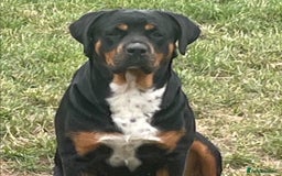 Rottweiler dogs for sale: Rottyx - Image 7