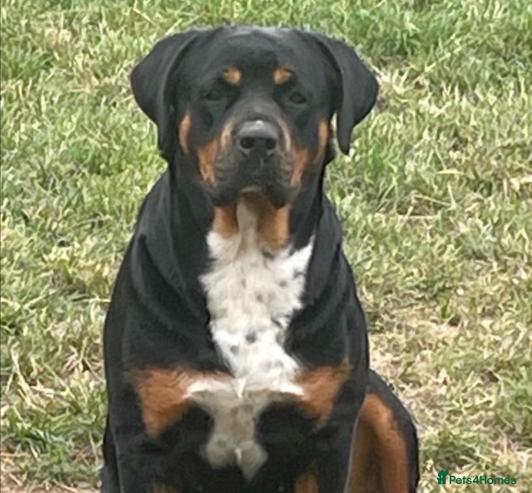 Rottweiler dogs for sale: Rottyx - Image 7