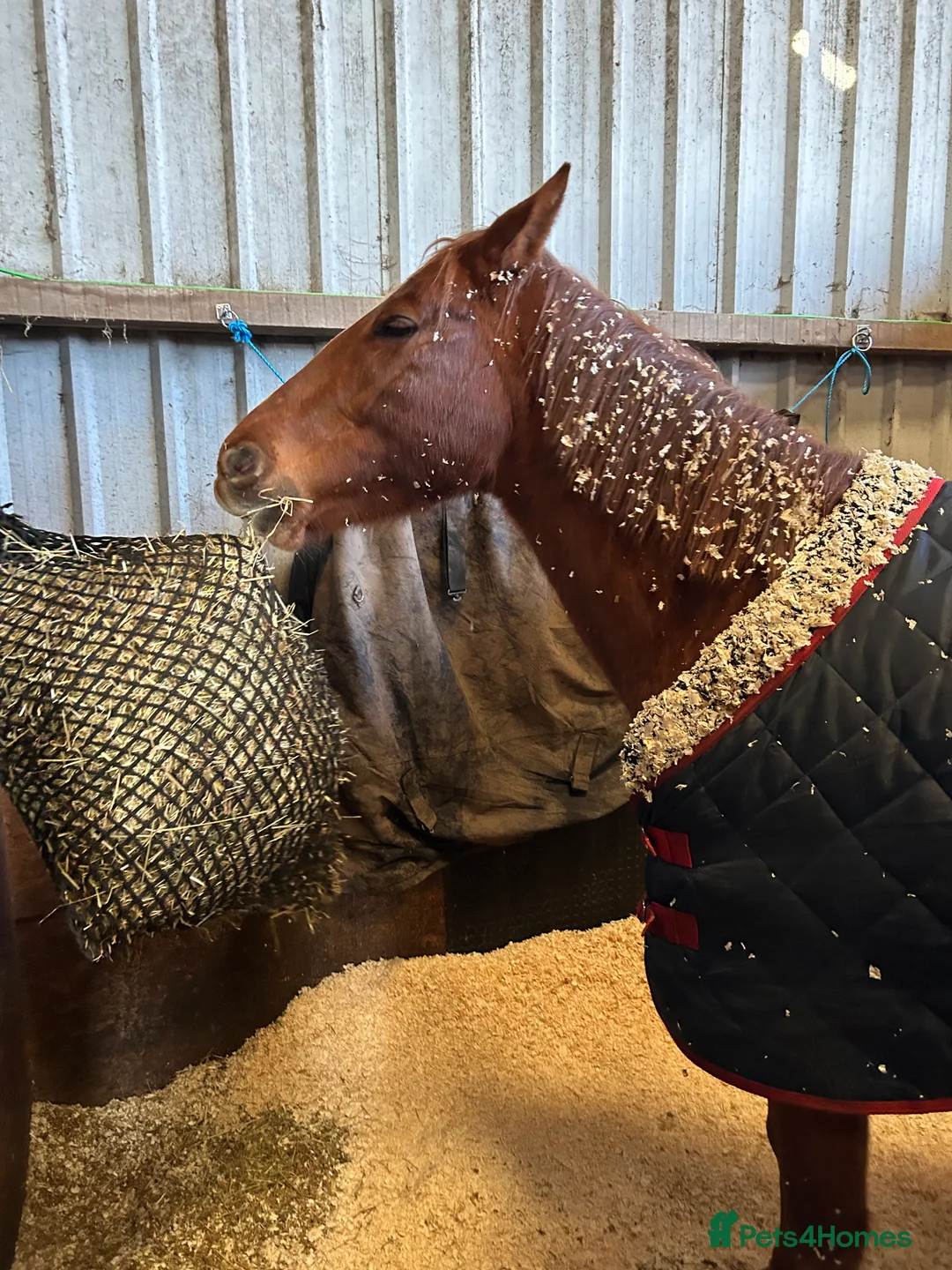 Irish Sports horses for sale: Stunning 15.2hh Chestnut Irish Sports Horse Mare - Advert 1