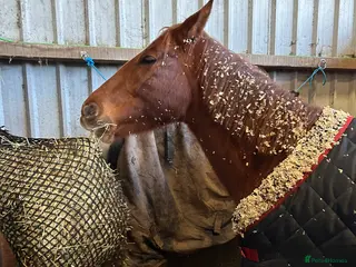 Irish Sports horses Stunning 15.2hh Chestnut Irish Sports Horse Mare - Advert 2