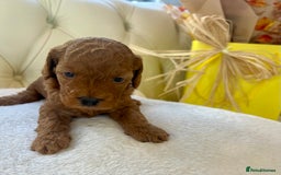 Cockapoo dogs for sale: 4⭐️Licensed F1b Cockapoos Exceptionally Bred - Image 25