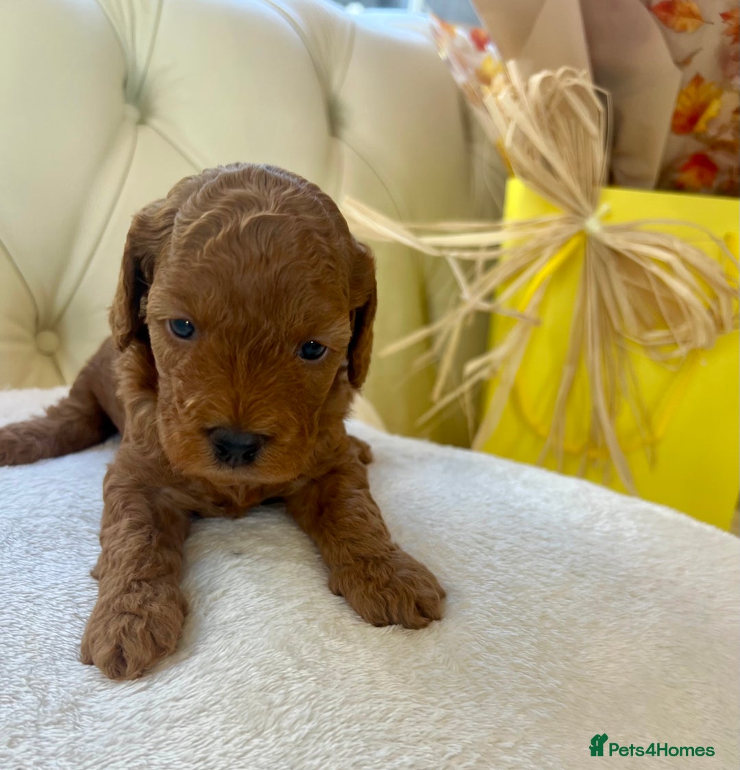 Cockapoo dogs for sale: 4⭐️Licensed F1b Cockapoos Exceptionally Bred - Image 25
