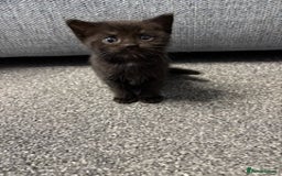 Mixed Breed cats for sale: Kittens for sale - Image 6