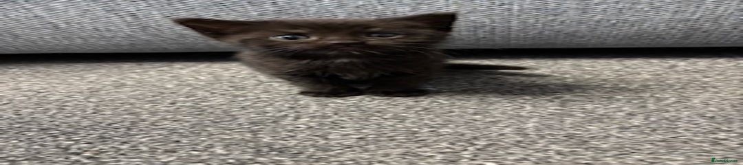Mixed Breed Kitten 1