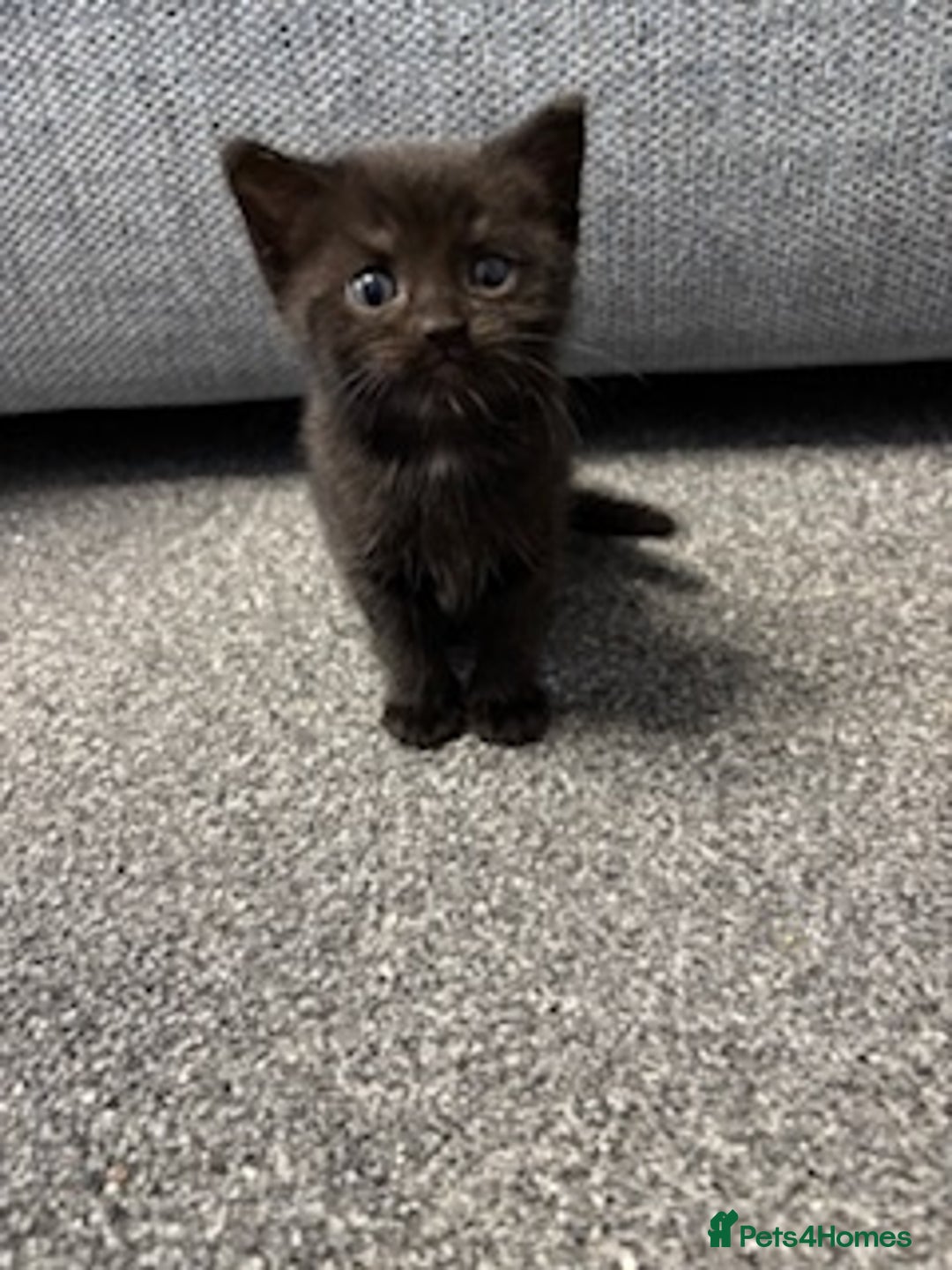 Mixed Breed cats for sale: Kittens for sale - Image 6