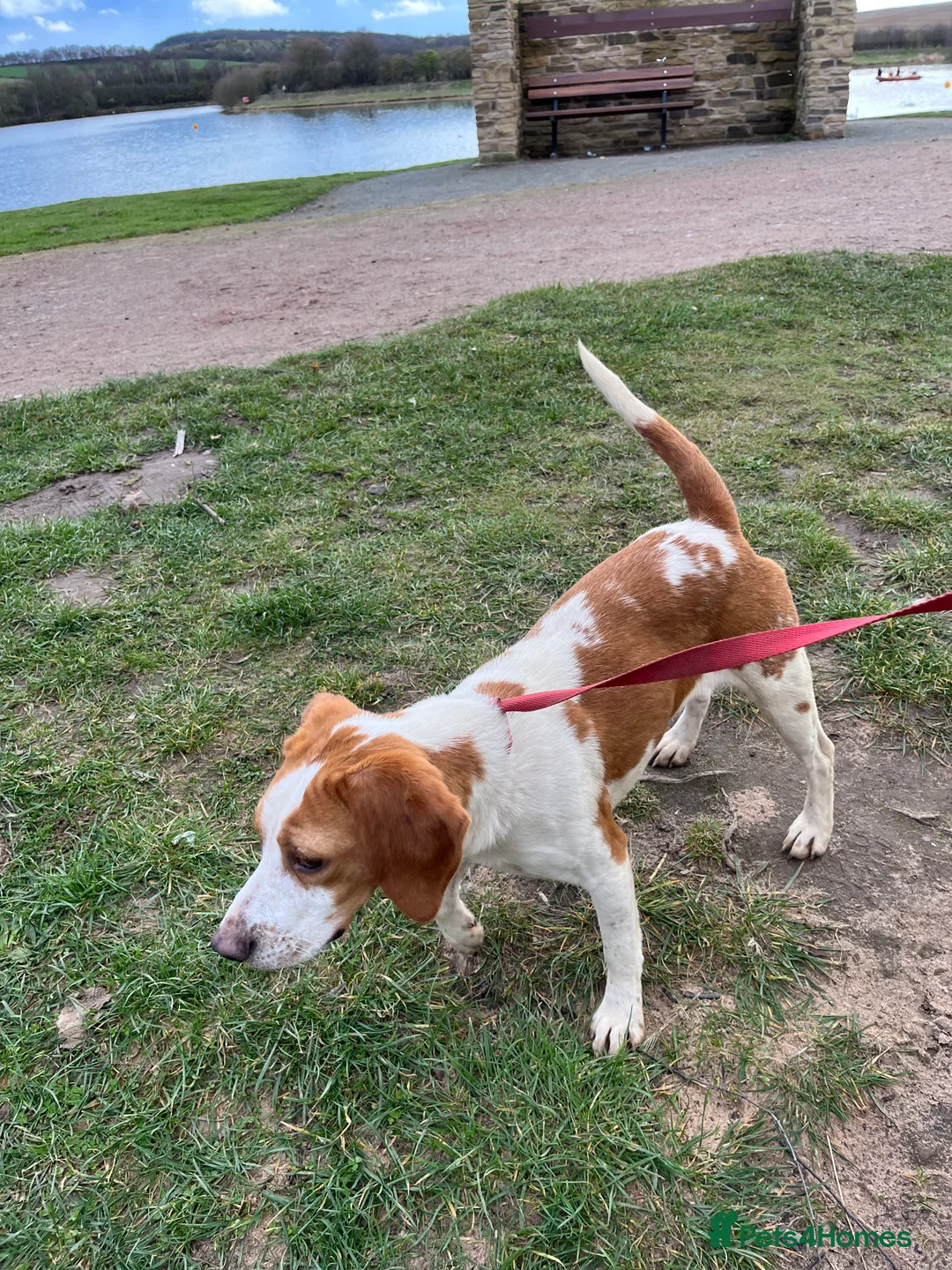 Beagle dogs for stud: Rocko pure beagle stud  in Doncaster - Advert 3