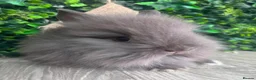 Lionhead rabbits for sale: BEAUTIFUL BABY LIONHEAD BUNNIES  - Advert 4