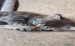 Mixed Breed cats for sale: Stunning long hair kittens for sale - Image 22