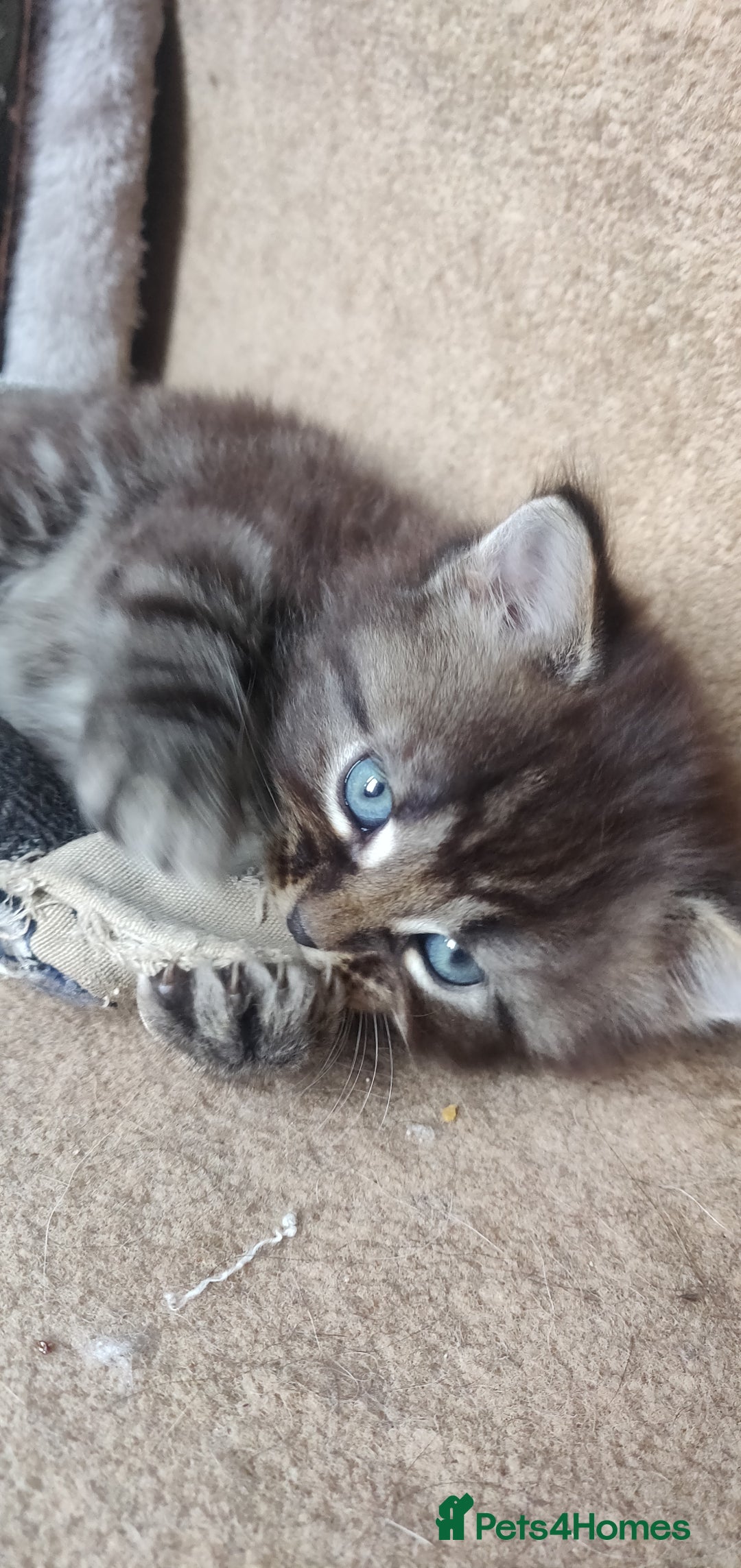 Mixed Breed cats for sale: Stunning long hair kittens for sale - Image 22