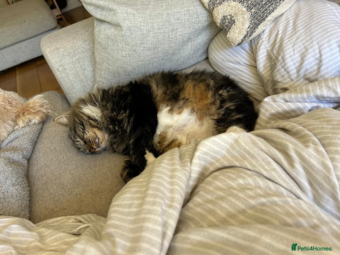 British Longhair cats for sale: Incredibly Beautiful British Longhair Male Cat - Advert 10