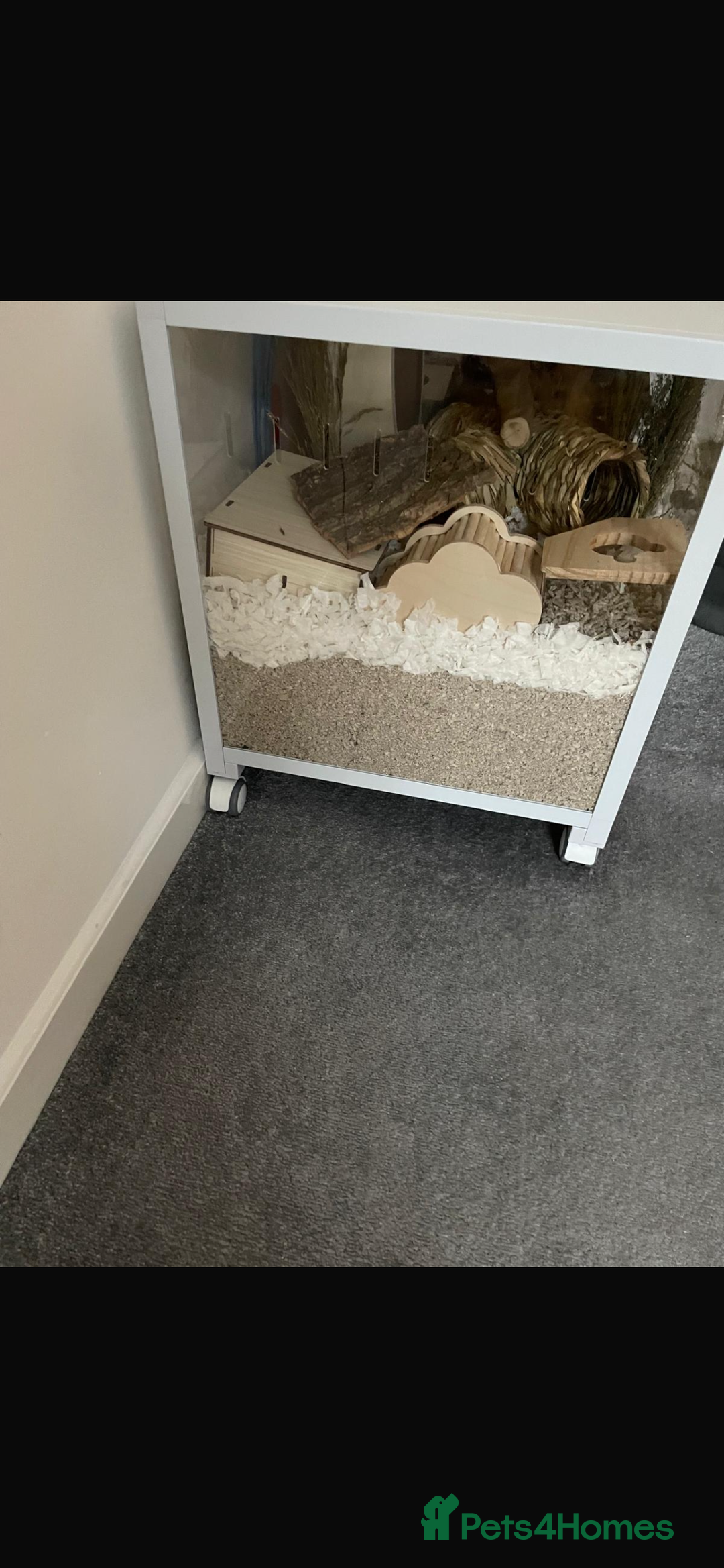 Hamster rodents for sale: Male Syrian Hamster 4 Months Bucatstate included - Advert 2