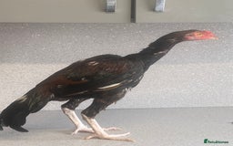Chickens poultry for sale: Male aseel chicken - Image 2