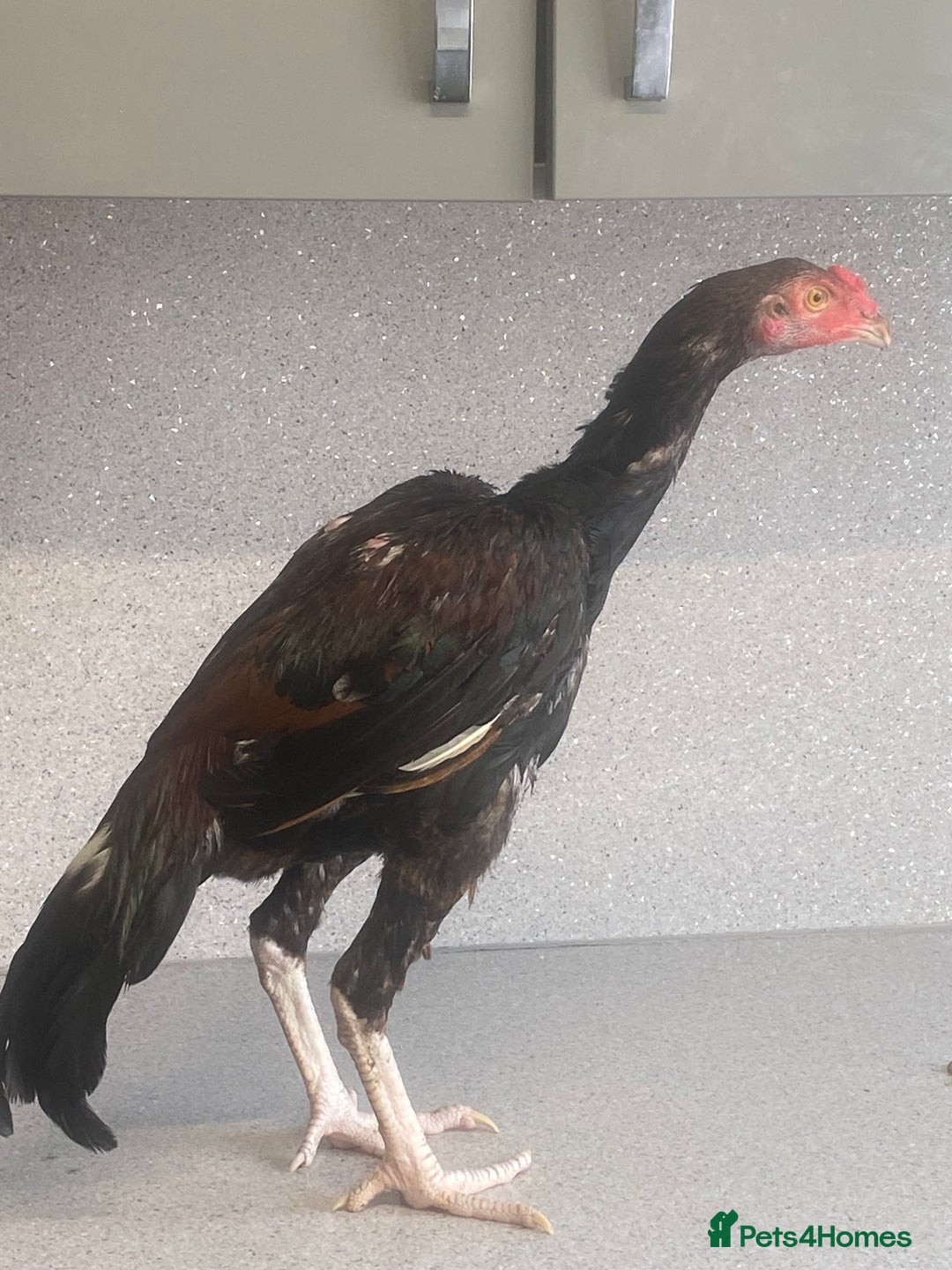 Chickens poultry for sale: Male aseel chicken - Image 2