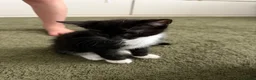 Mixed Breed cats for sale: Kittens  - Advert 5