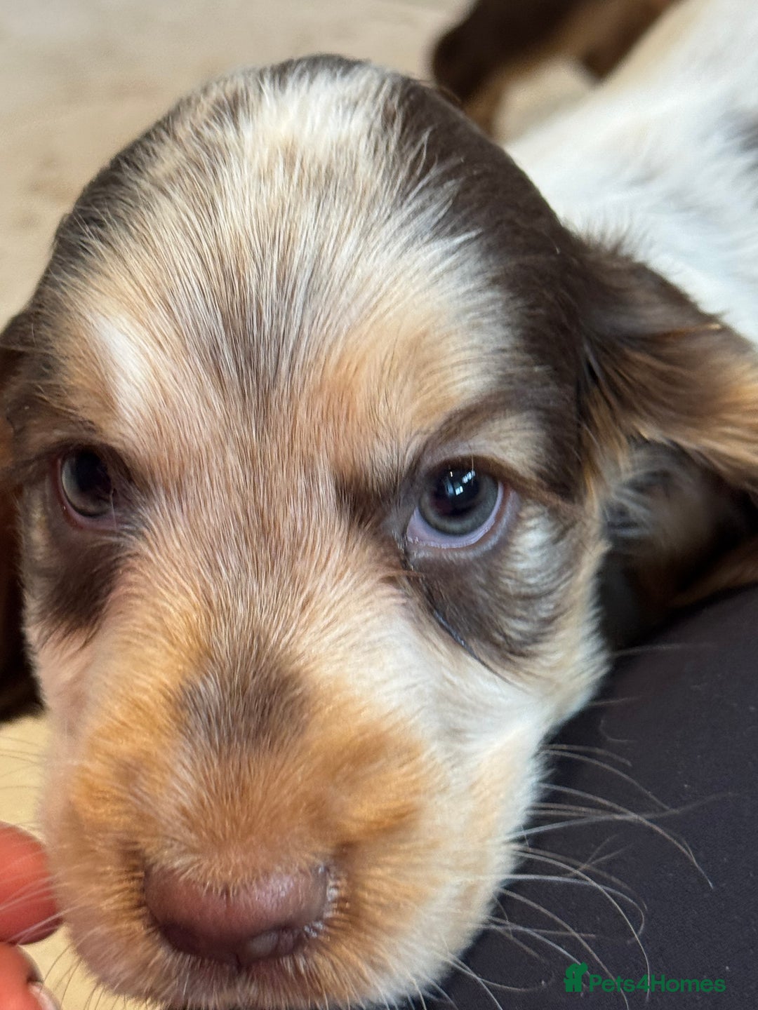 Cocker Spaniel dogs for sale: Gorgeous KC Show cocker spaniels  - Image 17