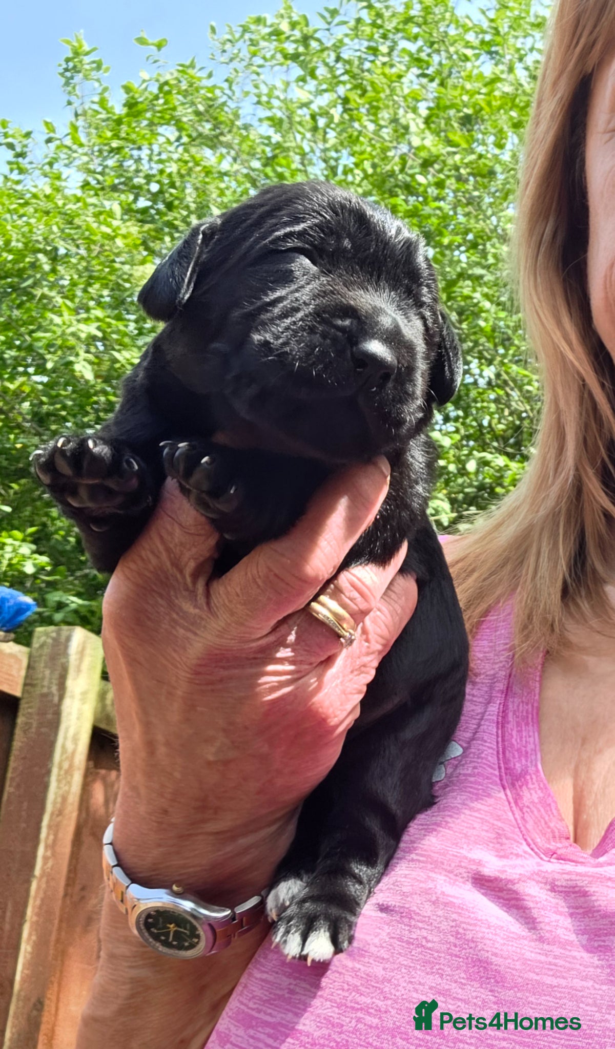 Cockerdor dogs Beautiful Cockerdor Puppies  - Advert 2