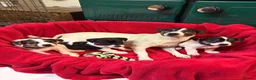 Jack Russell dogs for sale: Gorgeous Jack Russell puppies  in Carmarthen - Advert 7