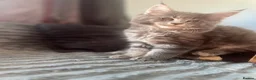 Maine Coon cats for sale: READY NOW!, mainecoon kittens - Advert 18