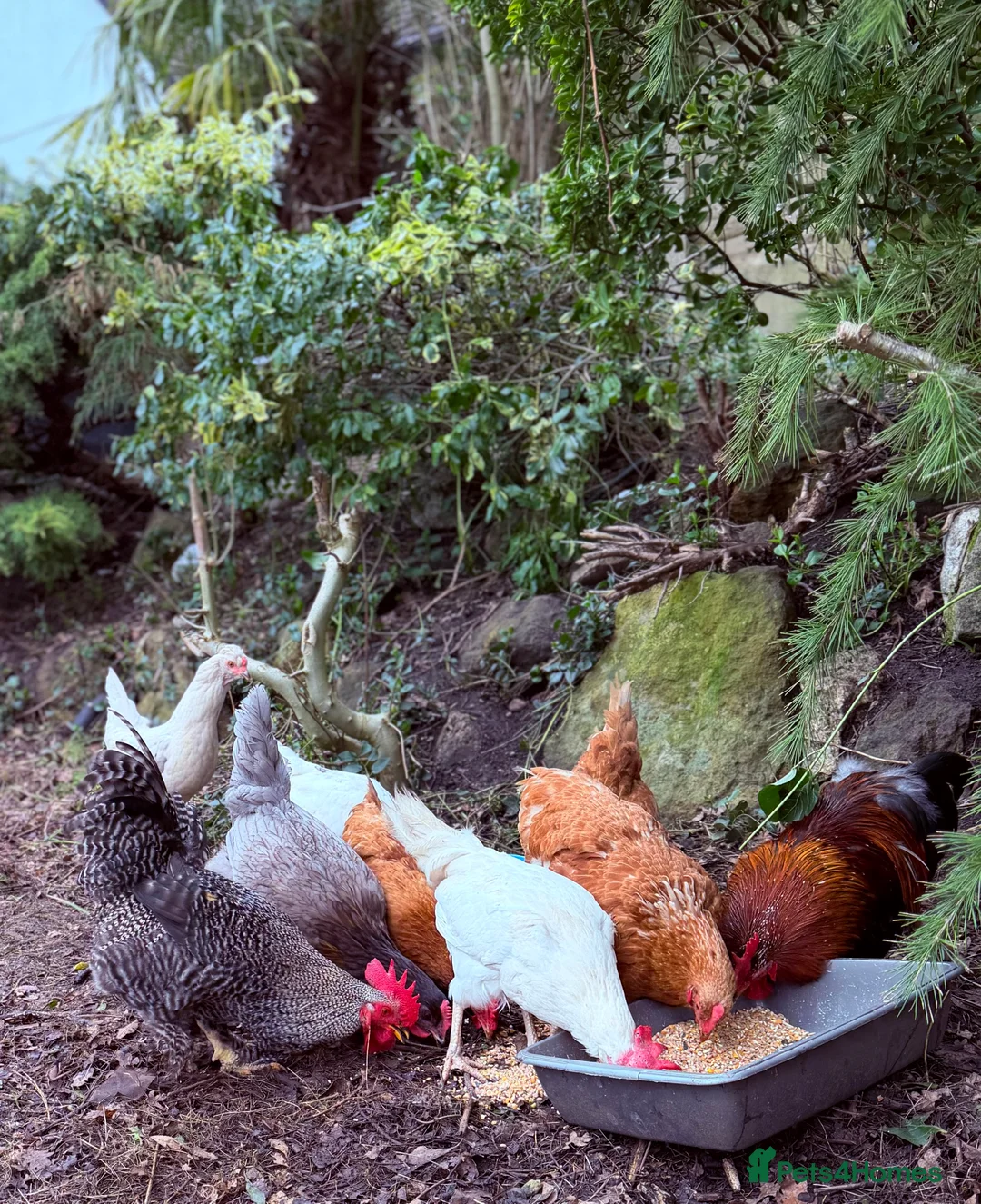 Chickens poultry for sale: Hens and chicken in Uxbridge - Advert 2