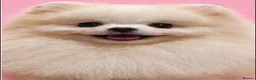 Pomeranian dogs for sale: Pomeranians puppy’s  - Advert 15