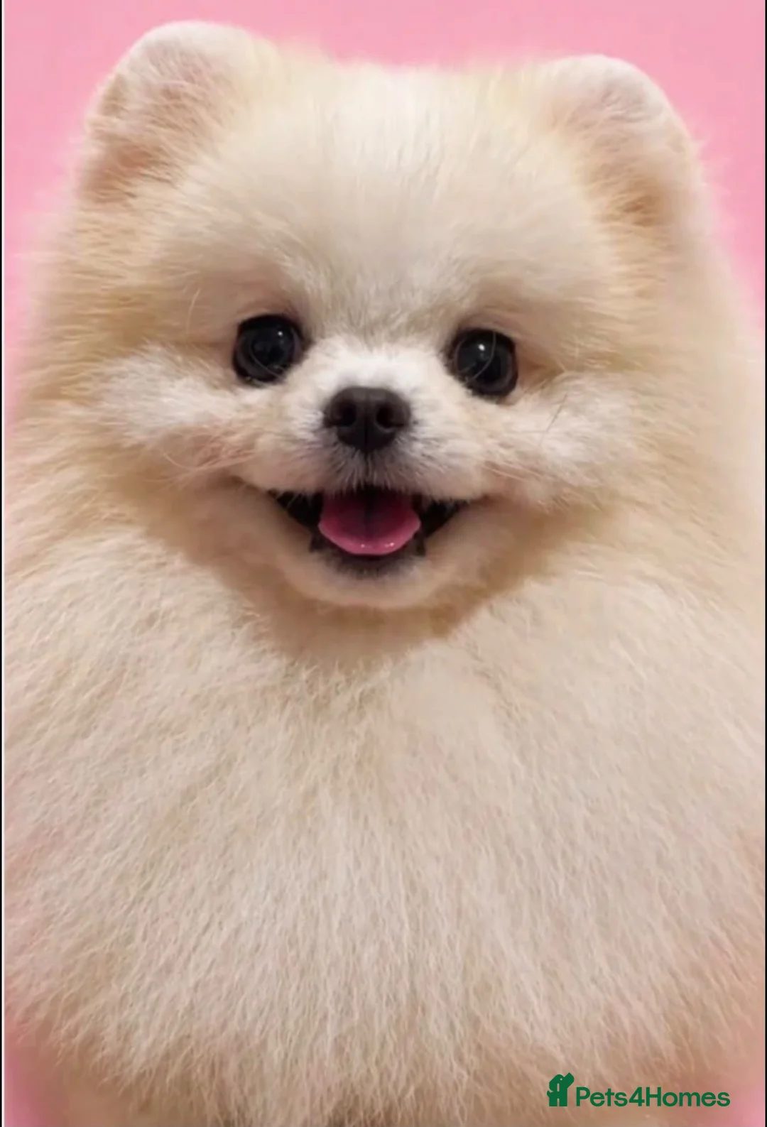 Pomeranian dogs for sale: Pomeranians puppy’s  - Advert 15