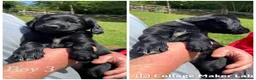 Cockerdor dogs for sale: ****GORGEOUS COCKERDOR PUPPIES**** in Tiverton - Advert 9