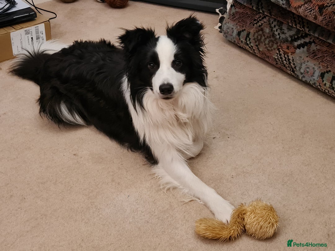 Border Collie dogs for stud: Borderlair Tip for the Top (Tip) - Advert 5