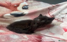 Mixed Breed cats for sale: Stunning kitty's please read full ad  - Image 9