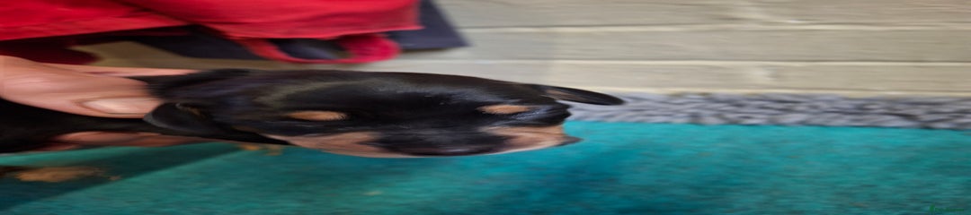 Dachshund Puppy 4