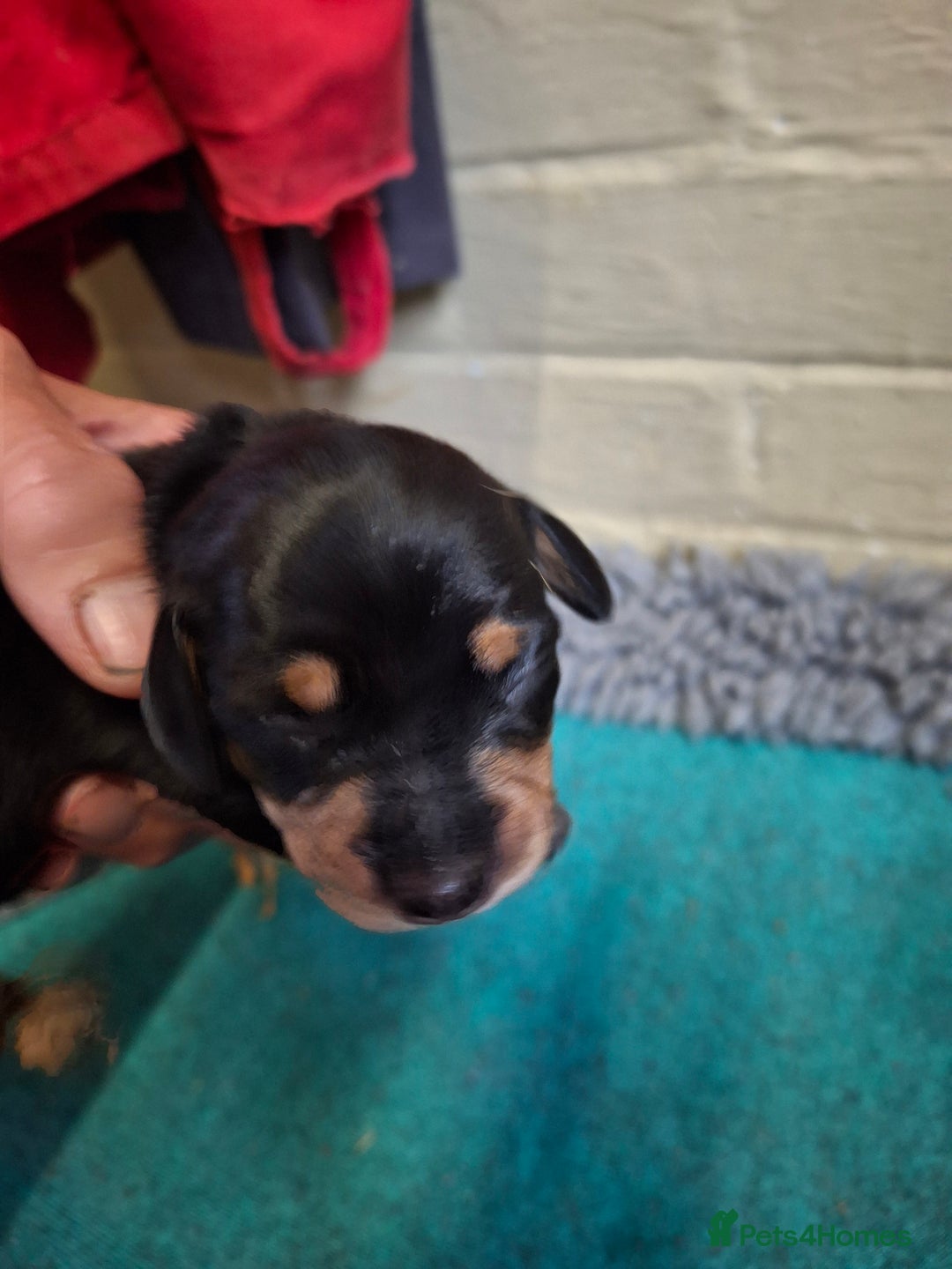 Dachshund dogs for sale: 4 exceptional smooth haired  dachshund mini pups  - Image 11