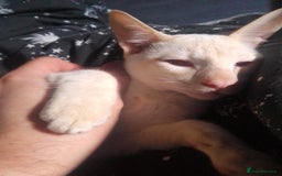 Siamese cats for sale: SIAMESE boy - Image 5
