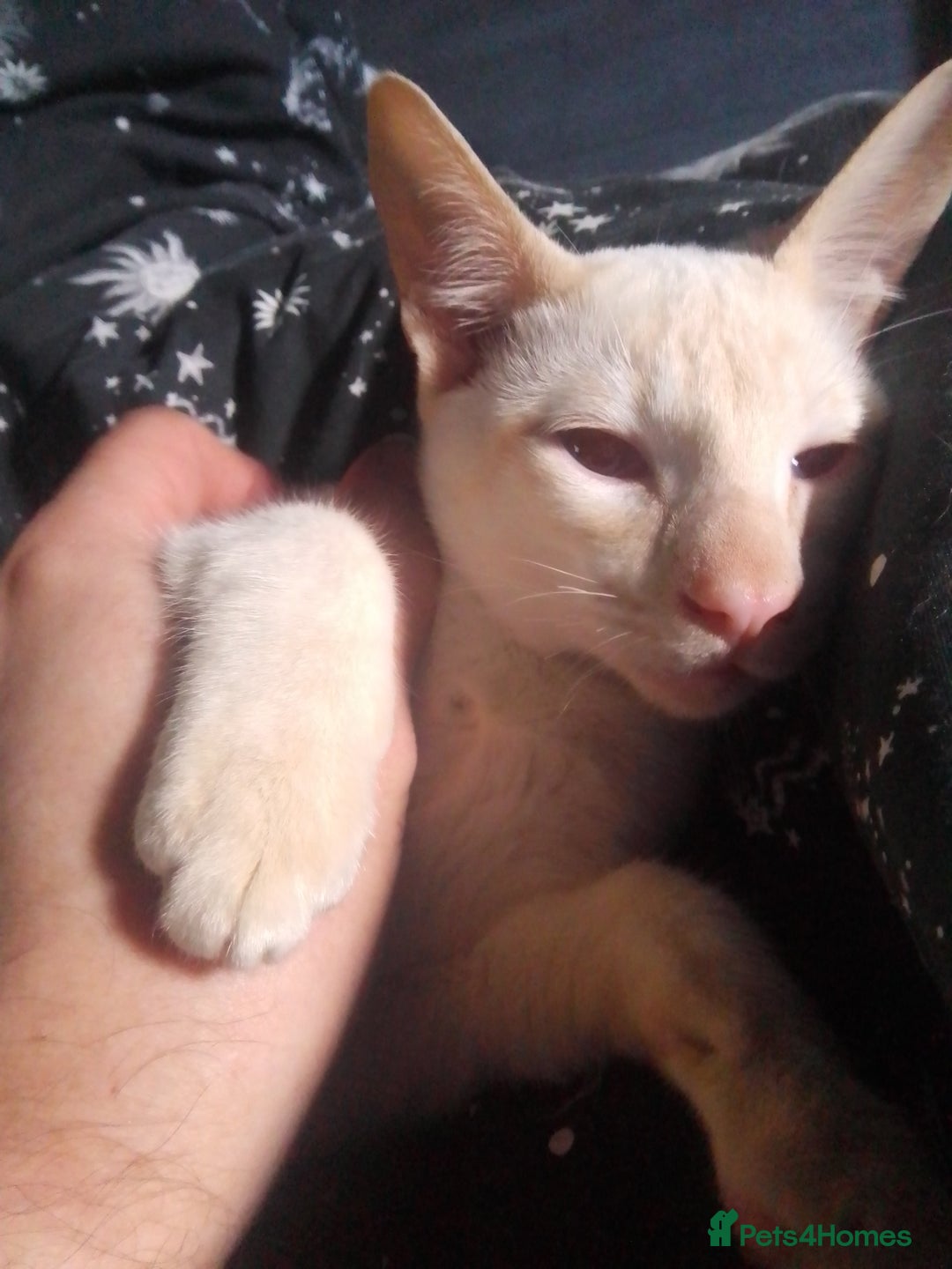 Siamese cats for sale: SIAMESE boy - Image 5