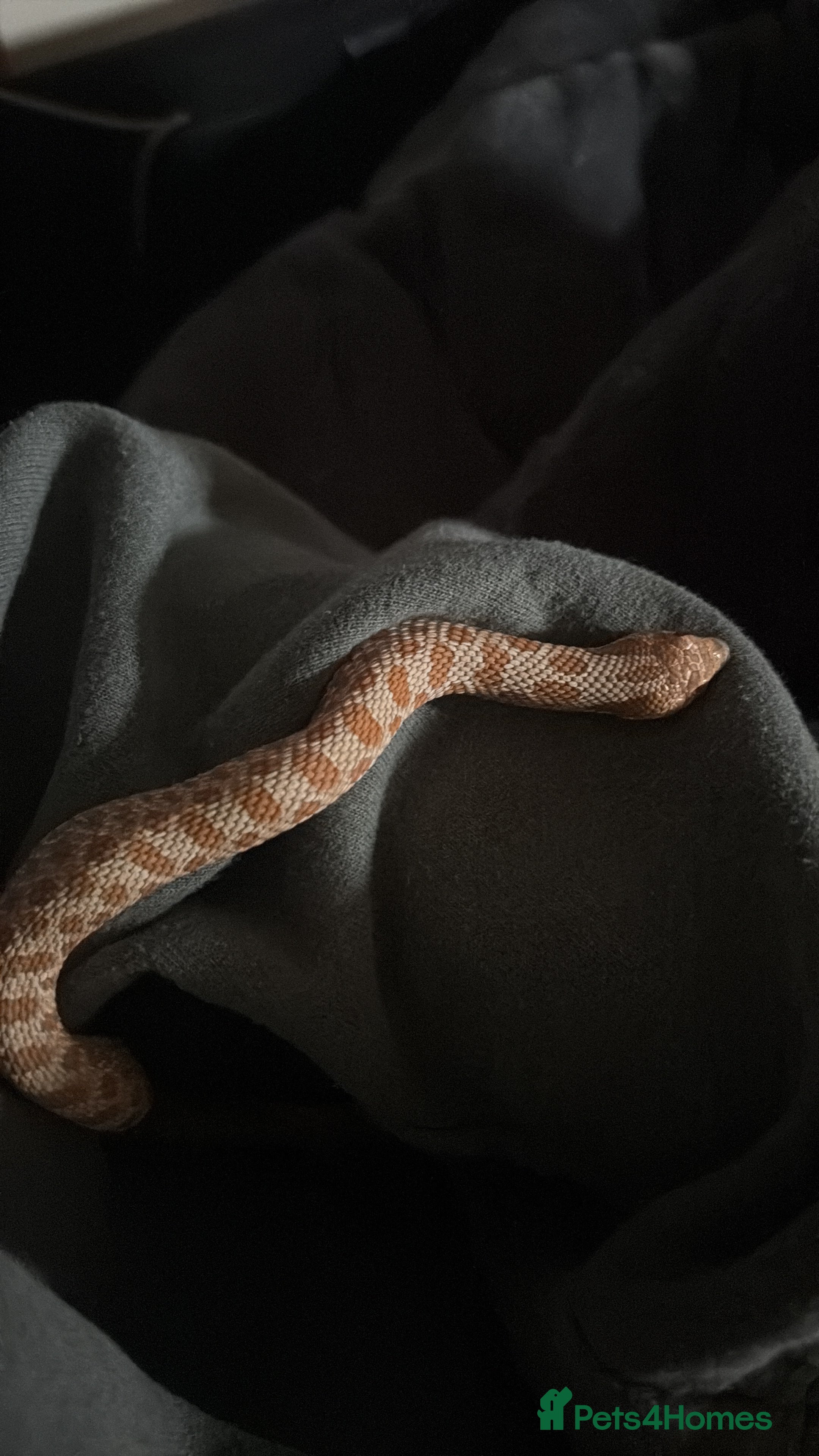 Python Snake reptiles 5 reptiles to be rehomed  in Chippenham - Advert 1