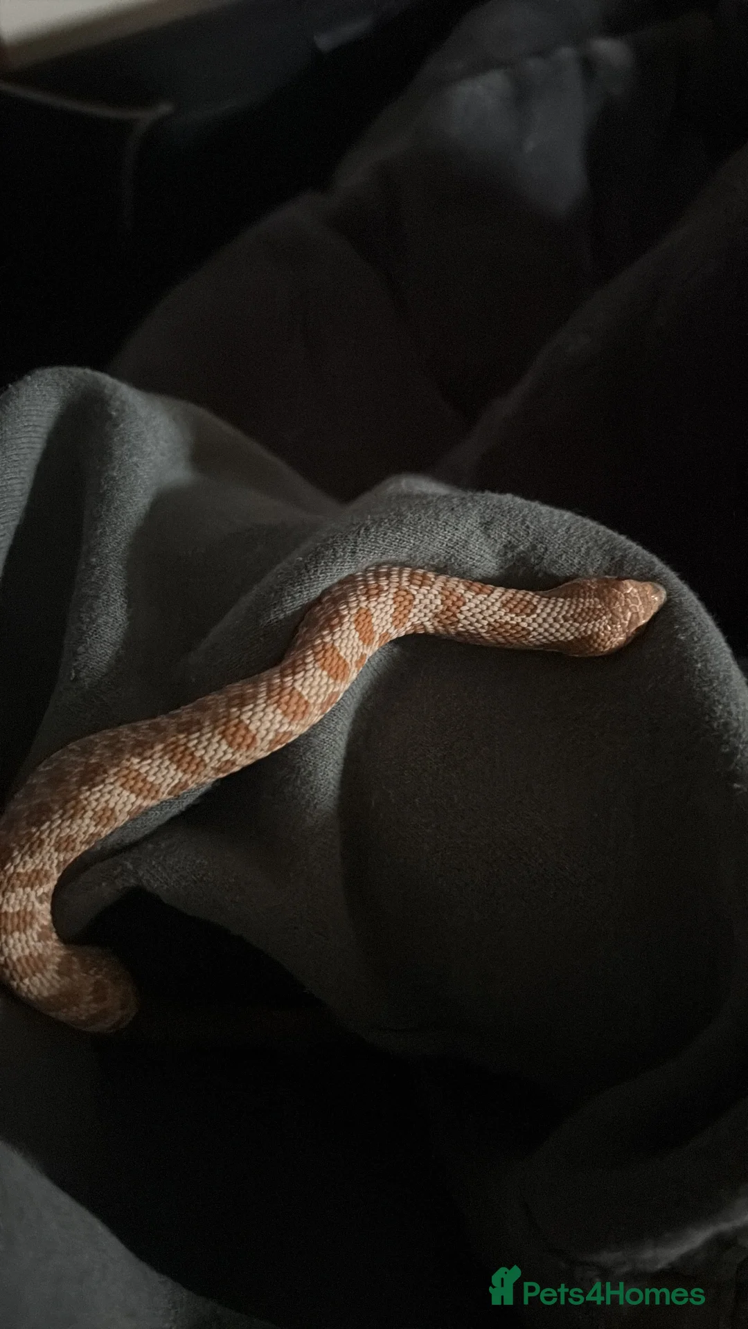 Python Snake reptiles for sale: 5 reptiles to be rehomed  in Chippenham - Advert 1