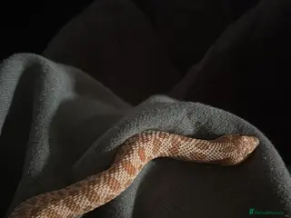 Python Snake reptiles 5 reptiles to be rehomed in Chippenham - Advert 1