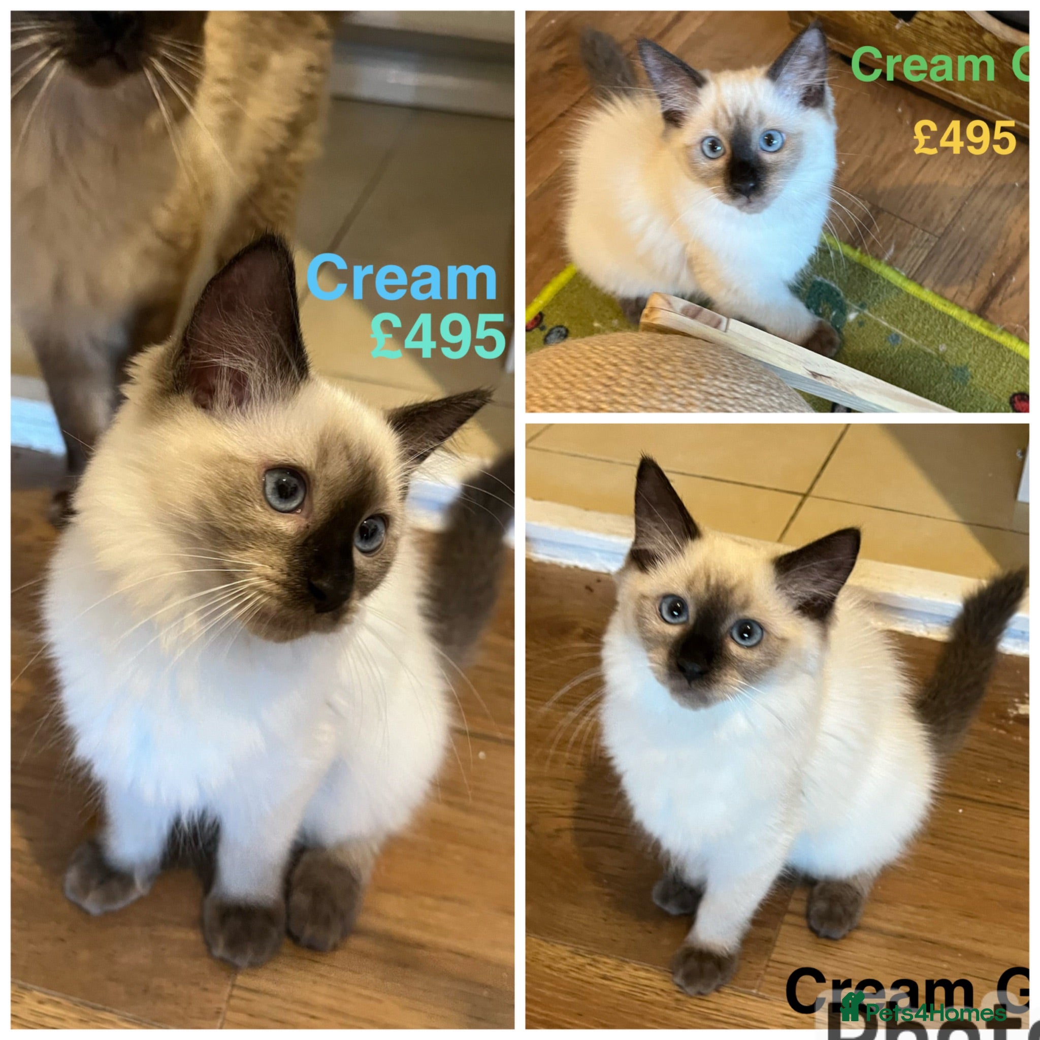 Ragdoll cats 💖Fabulous Pure Ragdoll Kittens Waiting for Love❤️ - Advert 1