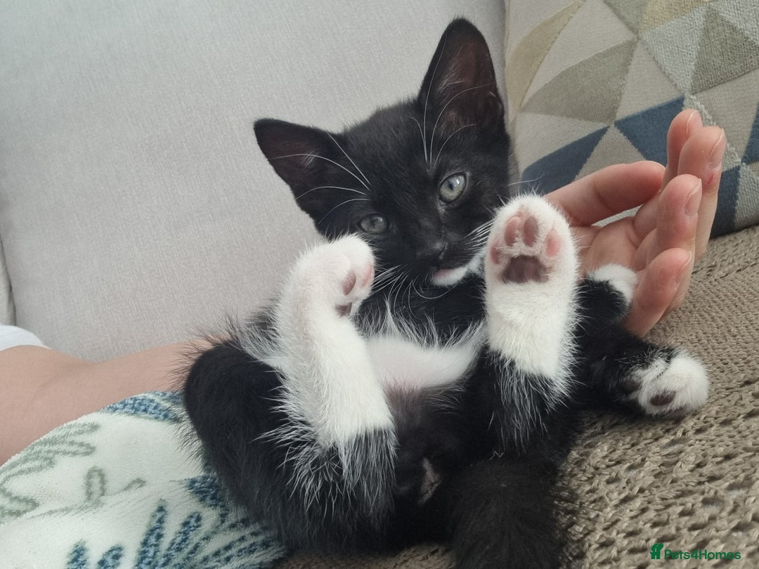 Domestic Shorthair cats for sale: Kittens for sale, READY TO GO NOW!  - Image 22