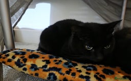 British Shorthair cats for sale: Nakita - Advert 1