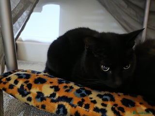 British Shorthair cats for sale: Nakita - Advert 1