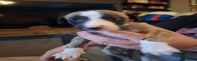 Whippet 3
