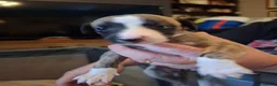 Whippet dogs for sale: Beautiful Whippet Puppies  - Advert 5
