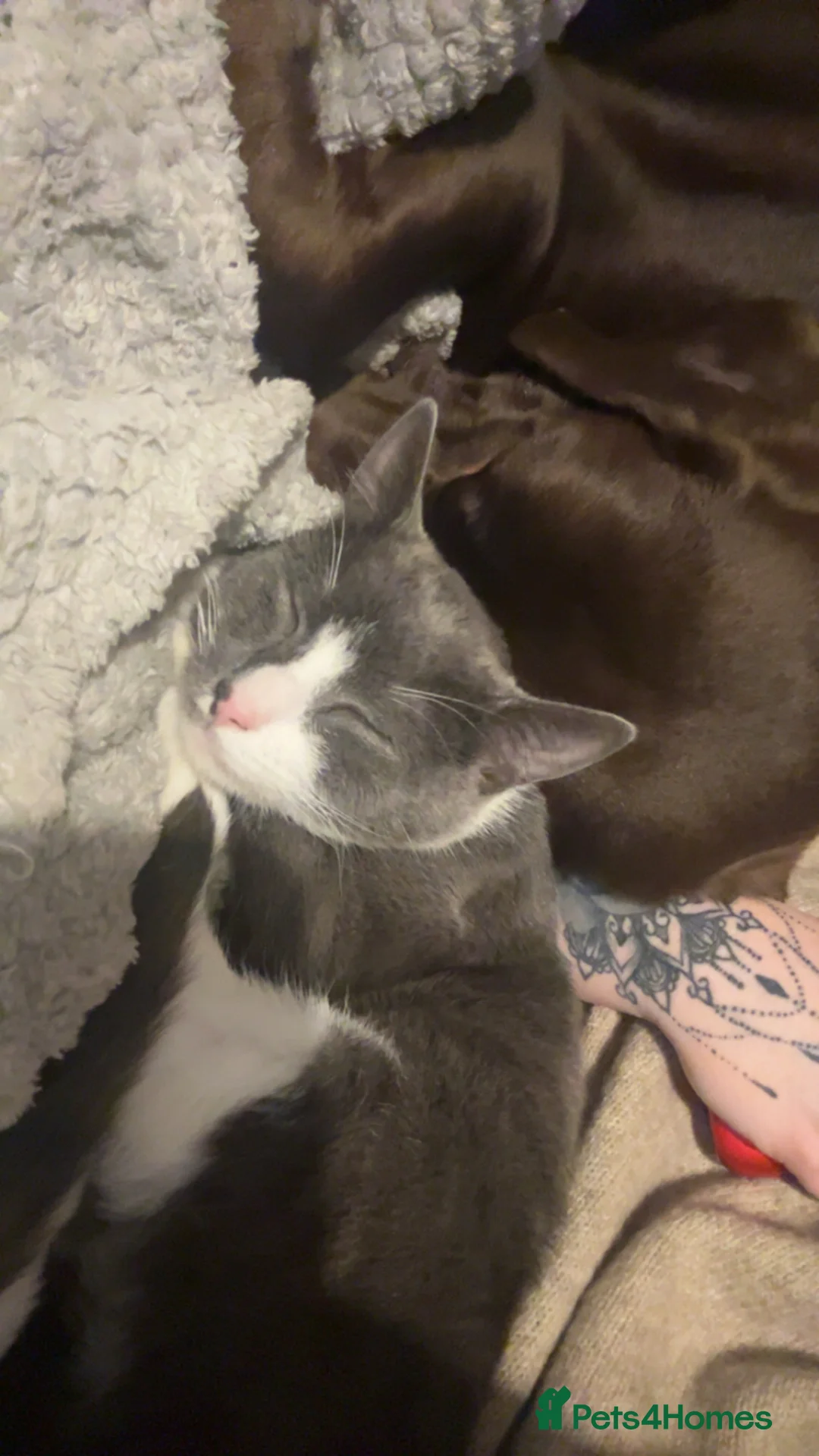 Mixed Breed cats for sale: Kitten for Sale  - Advert 2