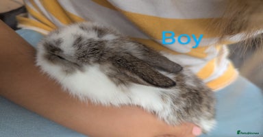 Mini Lop rabbits - Advert 2