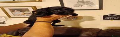 Mixed Breed 4