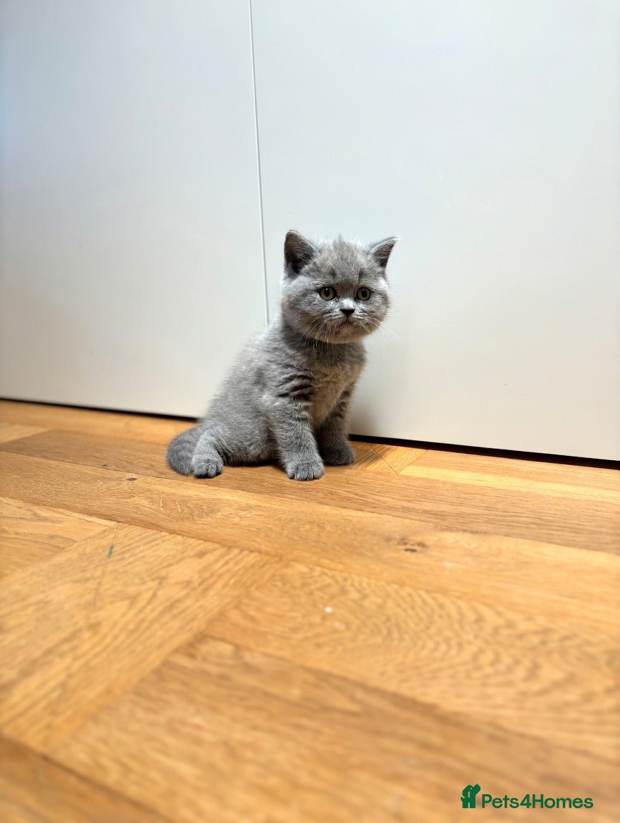 British Shorthair cats Gorgeous British Shorthair Kittens GCCF  - Advert 2