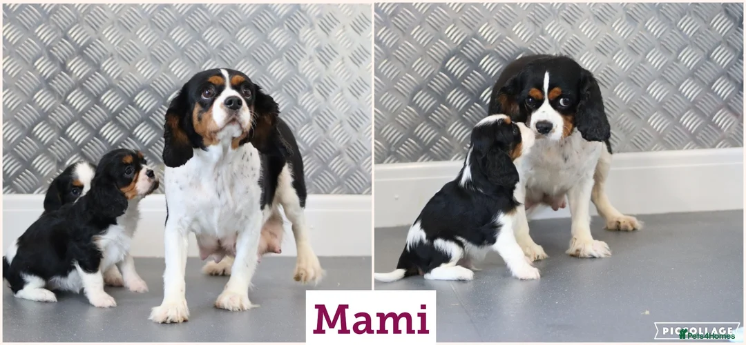 Cavalier King Charles Spaniel dogs for sale: Cavalier King Charles Spaniel puppy  - Advert 2
