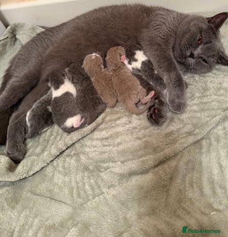 British Shorthair cats - Advert 11