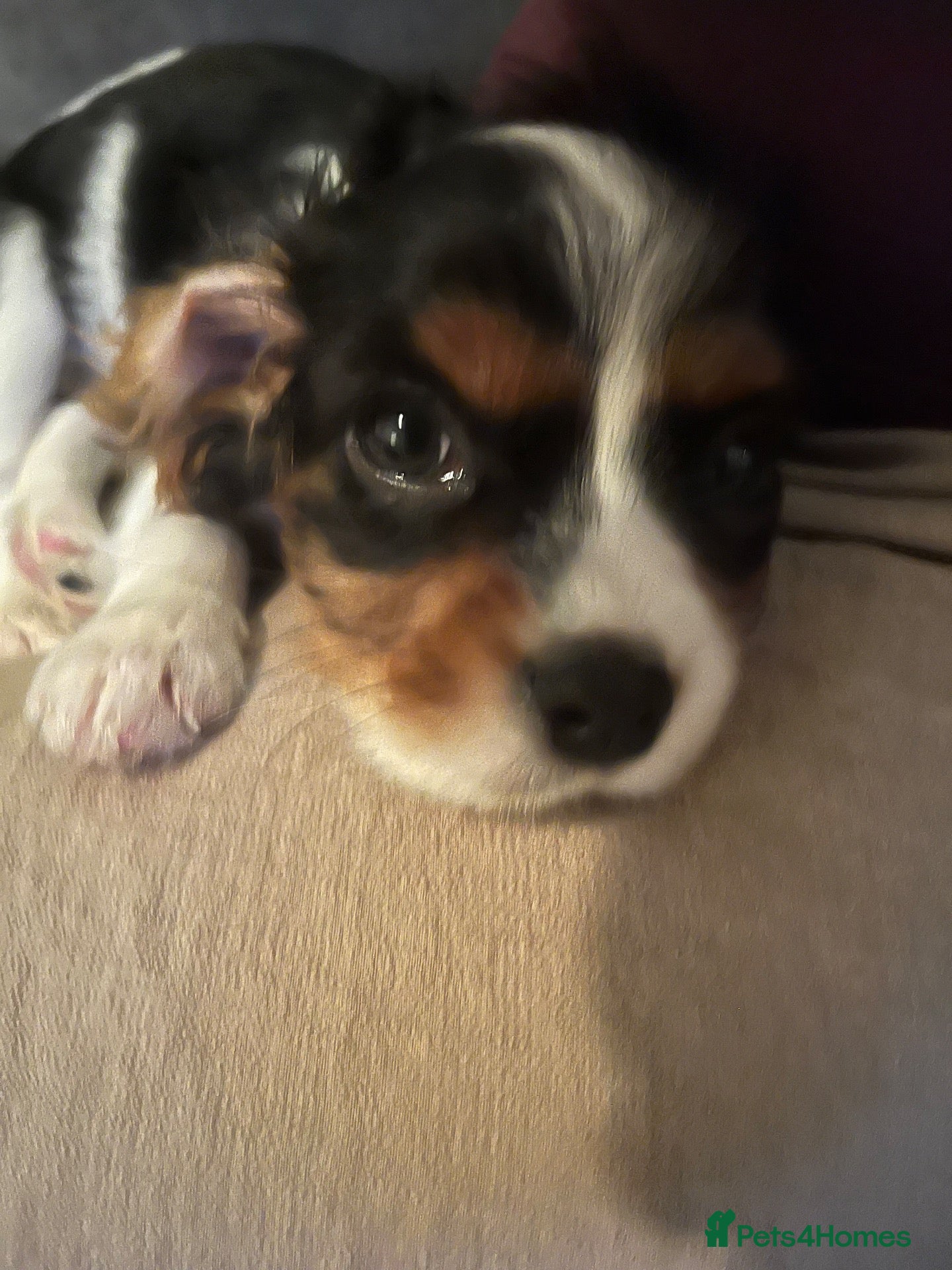 Cavalier King Charles Spaniel dogs Cavalier king Charles puppy for sale  - Advert 7