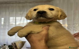 Golden Retriever dogs for sale: Golden Retriever puppies - Last Girls - Image 5